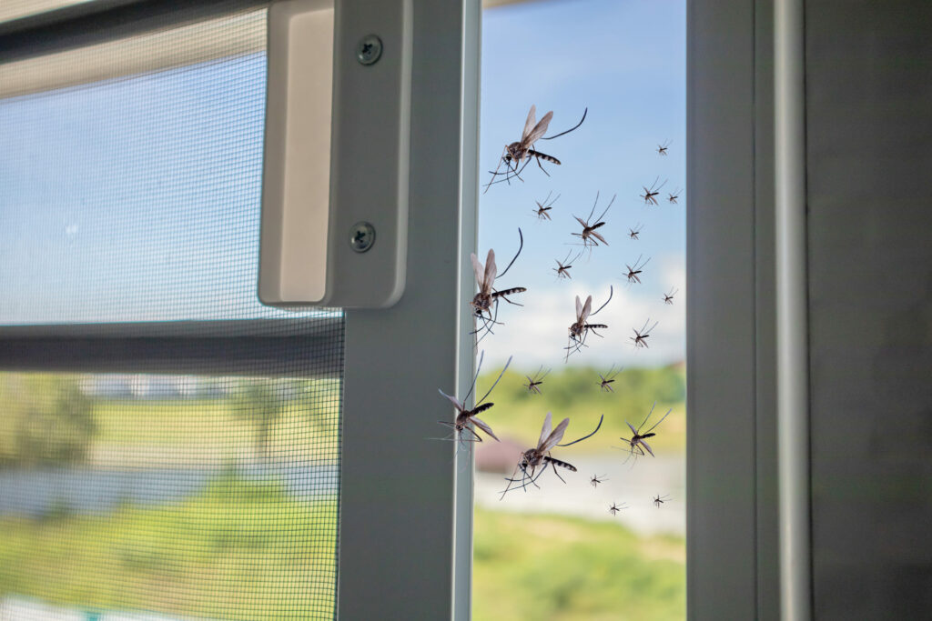 many mosquitoes flying house while insect net was opened